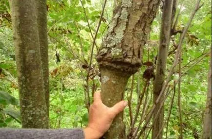 Cum să planteze becul în primăvară, vară, pas cu pas fotografie și instrucțiuni video (pere) Cum să planteze becul în primăvară, vară, pas cu pas foto și video de instruire