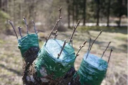 Cum să planteze becul în primăvară, vară, pas cu pas fotografie și instrucțiuni video (pere) Cum să planteze becul în primăvară, vară, pas cu pas foto și video de instruire
