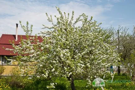 Cum de a planta bec tine - sfatul unui grădinar cu experiență