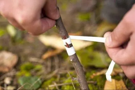 Cum să planteze becul în primăvară, vară, pas cu pas fotografie și instrucțiuni video (pere) Cum să planteze becul în primăvară, vară, pas cu pas foto și video de instruire