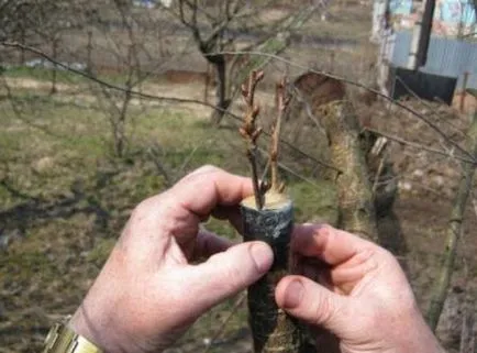 Cum să planteze becul în primăvară, vară, pas cu pas foto și video de instruire Cum să planteze becul în primăvară, vară, pas cu pas foto și video de instruire