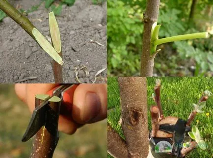 Cum de a planta bec tine - sfatul unui grădinar cu experiență