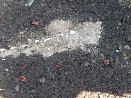 Lily răsaduri de primăvară și de a reproduce cultivar dorit (tip) painlessly
