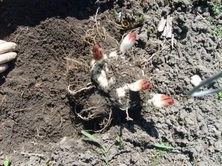 Lily răsaduri de primăvară și de a reproduce cultivar dorit (tip) painlessly