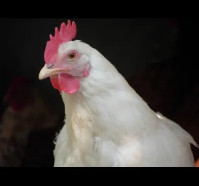 Cum să se înmulțească găinile ouătoare
