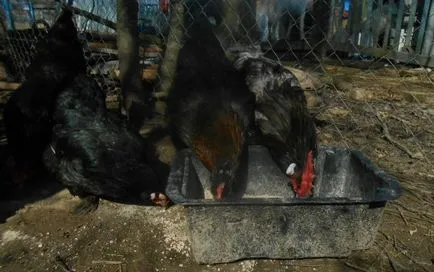 Cum de a crește puii în straturile de țară și pui de carne, în vara PM (în cazul în care pentru a începe, pietre, și argumente pro și contra (la rasa) Cum de a crește puii în straturile de țară și pui de carne, în vara PM (în cazul în care pentru a începe, pietre, și argumente pro și contra