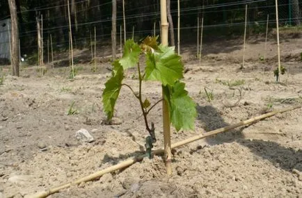 Cum de a planta viță de vie din butași în primăvară la domiciliu