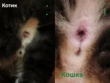 Cum de a afla sexul pisoi Cum de a afla sexul pisoi
