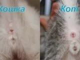 Cum de a afla sexul pisoi Cum de a afla sexul pisoi