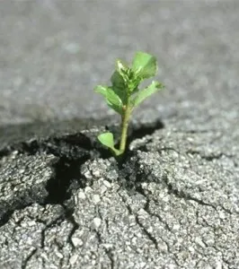 Cum știu destinul meu Cum știu destinul meu