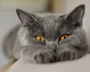 Cum de a afla sexul pisoi