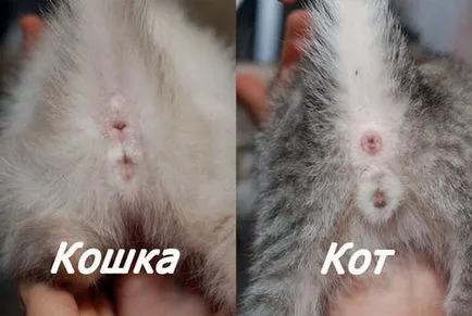Cum de a afla sexul pisoi