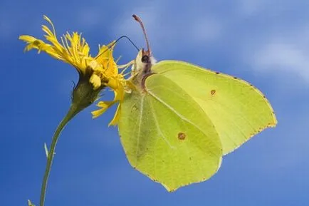 Cum sa faci o floare de unda de hârtie Cum sa faci o floare de unda de hârtie