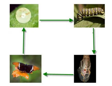 Cum sa faci o floare din ondularea hârtiei (hârtie) Cum sa faci o floare de unda de hârtie
