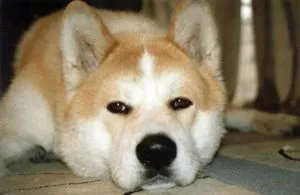 Ca un câine mușcă un om, heppidogs