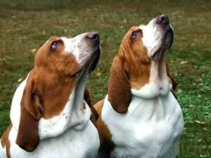 Ca un câine mușcă un om, heppidogs