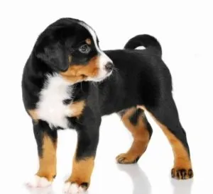 Ca un câine mușcă un om, heppidogs