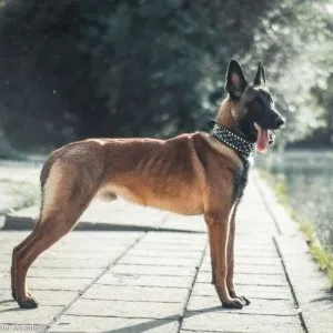 Ca un câine mușcă un om, director crescătorului Ca un câine mușcă un om, director crescătorului