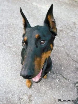 Ca un câine mușcă un om, heppidogs