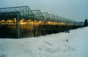 Cum de a crea o capsuna în afaceri cu efect de seră