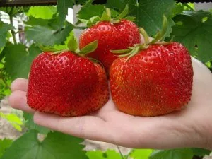 Cum de a crea o capsuna în afaceri cu efect de seră