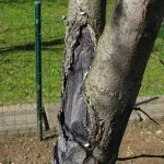 Cum de a distruge coropișnițe