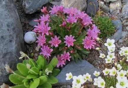 Cum de a decora cu mâini Croft fotografie, cottagers
