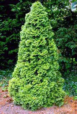 Cum să aibă grijă de tuia 1 (bloguri) Cum să aibă grijă de Thuja 1