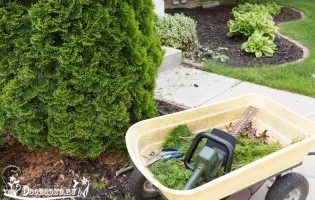 Cum să aibă grijă de Tusi în grădină, așa că era luxuriantă și verde, dachasadovoda
