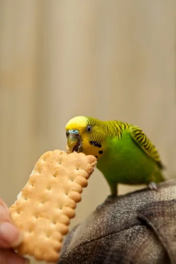 Cum să aibă grijă de papagali în casă, lovebirds