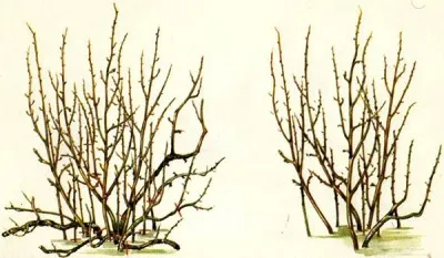 Cum să aibă grijă de coacaze, zona suburbană