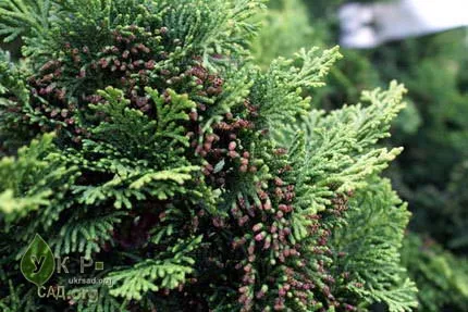 Cum să aibă grijă de tuia 1 (apă apoi filtrată ajustată) Cum să aibă grijă de Thuja 1