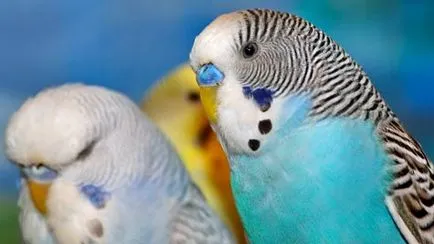 Cum să aibă grijă de papagali în casă, lovebirds