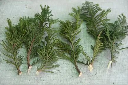 Cum să aibă grijă de Thuja 1 (blog) Cum să aibă grijă de Thuja 1