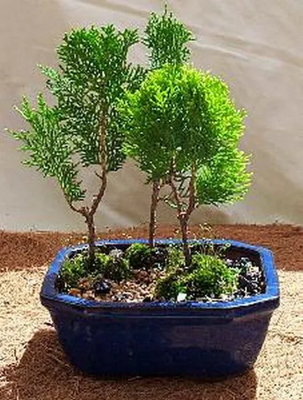 Cum să aibă grijă de Thuja 1 (farmacie verde) Cum să aibă grijă de Thuja 1
