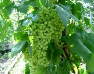 Cum să crească struguri de la butași când și cum să planteze struguri