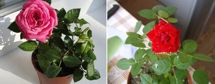 Cât de corect, cum au fost în stare proaspătă trandafiri ... (proaspete) Cât de corect, cum au fost în stare proaspătă trandafiri ...