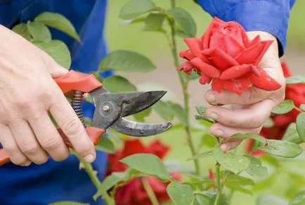 Cum să crească un trandafir de la tăierea buchetului ca ramura de rădăcină, cum să planteze acasă, ca (tăierea) Cum să crească un trandafir de la tăierea buchetului ca ramura de rădăcină, cum să planteze acasă ca