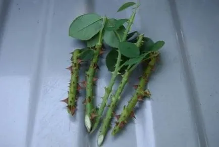 Cum să crească un trandafir de la tăierea buchetului ca ramura de rădăcină, cum să planteze acasă, ca (tăierea) Cum să crească un trandafir de la tăierea buchetului ca ramura de rădăcină, cum să planteze acasă ca