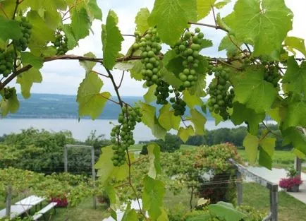Cum să crească struguri de la butași când și cum să planteze struguri