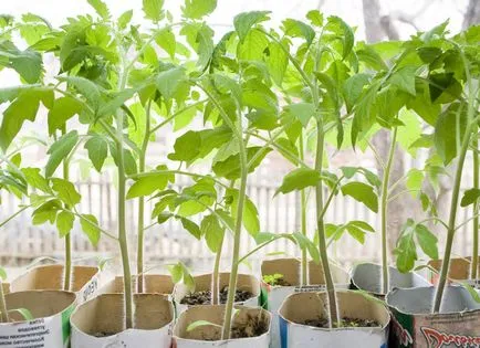 Cum să crească răsaduri de culturi de tomate, scrima, tehnologie de irigare și îngrășăminte (să crească) Cum să crească răsaduri de culturi de tomate, scrima, tehnologie de irigare și îngrășăminte