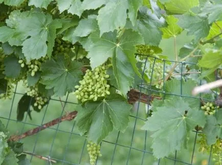 Cum să crească struguri de la butași când și cum să planteze struguri