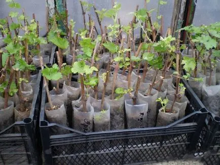 Cum de a planta butași de struguri în primăvara