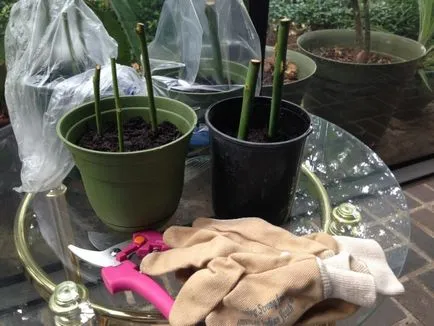 Cum să crească un trandafir de la tăierea buchetului ca ramura de rădăcină, cum să planteze acasă ca Cum să crească un trandafir de la tăierea buchetului ca ramura de rădăcină, cum să planteze acasă ca