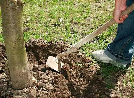 Cum de a proteja coacăz și coacăze împotriva dăunătorilor (dăunătorilor) Cum de a proteja coacăz și coacăze de dăunători