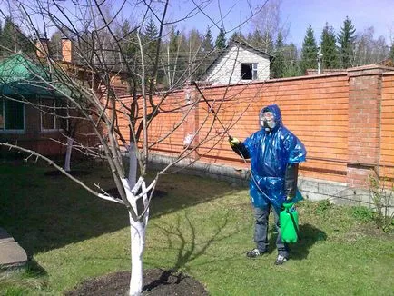 Cum de a proteja coacăz și coacăze împotriva dăunătorilor (coacăze) Cum de a proteja coacăz și coacăze de dăunători