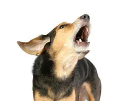 De ce vis de un câine vicios care se grăbește să muște și (vis) De ce vis de un câine vicios care se grăbește și vrea să muște