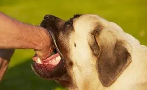 De ce vis de un câine vicios care se grăbește să muște și (vis) De ce vis de un câine vicios care se grăbește și vrea să muște