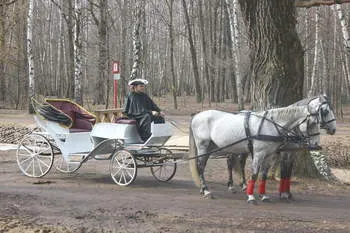Antrenori pentru festivități