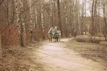 Antrenori pentru festivități